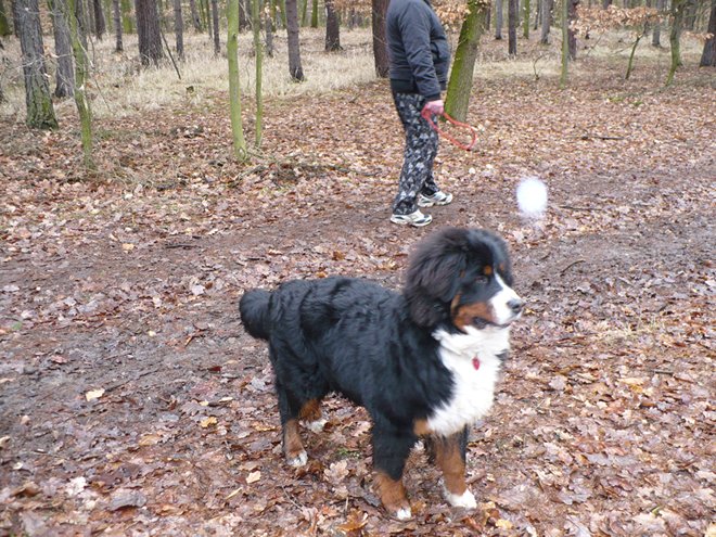 m_19 Annie na sněhu a bez sněhu 22.02.2009 (9).jpg